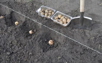 Как правильно сажать картошку